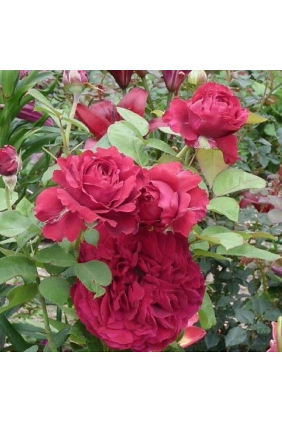 Обильное цветение розы 4-х Ветров